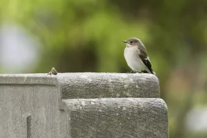 A pied flycatcher (Ficedula hypoleuca)