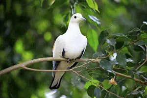 Pied Imperial Pigeon (Ducula bicolor)