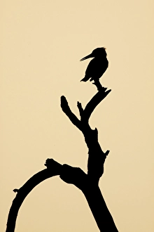 Pied Kingfisher (Ceryle rudis)