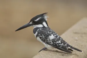 Pied kingfisher (Ceryle rudis)