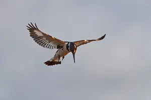 Pied kingfisher (Ceryle rudis)