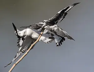 Pied Kingfisher (Ceryle rudis) female in defense posture on a twig