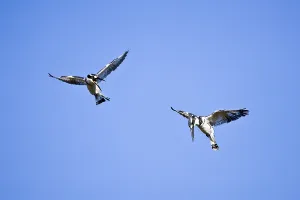 Two Pied Kingfisher (Ceryle rudis) in flight