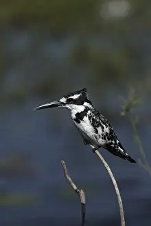 Pied kingfisher (Ceryle rudis) in the Okavango Delta