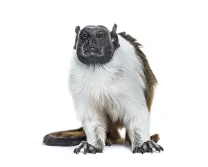 Pied tamarin, Saguinus bicolor, isolated on white