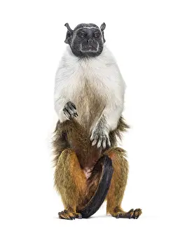 Pied tamarin, Saguinus bicolor, isolated on white
