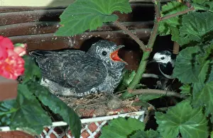 Pied Wagtail and begging young Common Cuckoo (Cuculus canorus)