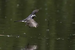 Pied Wagtail (Motacilla alba), flying