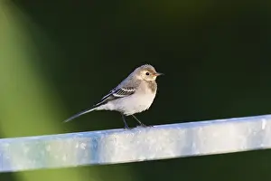 Pied Wagtail (Motacilla alba), juvenile bird perched on a fence