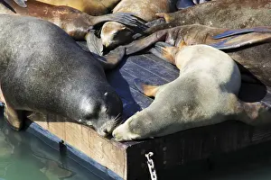 This is PIER 39 and the sea lions in San Francisco