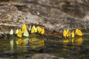 Pierids (Pieridae) (Phoebis argante) ingesting minerals