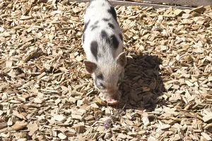 Pig breed with black spots - young Turopolje pig outdoors on wood chips
