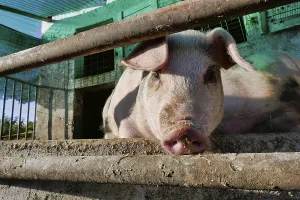 Pig on farm, photo as a background