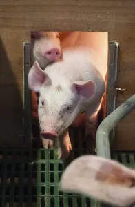 Pig farming, three-weeks old piglets
