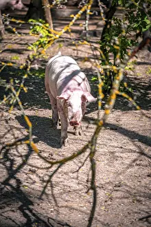 A pig stands on a wooded path with plays of light and shadow