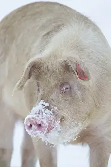Pig (Sus domesticus) adult animal standing in snow covered farm field