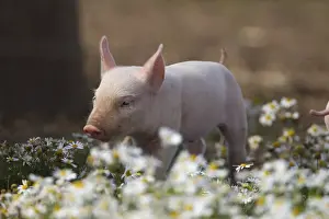 Framed Print : Pig (Sus domesticus) juvenile piglet standing by common daisies in a farm field Framed Print : Pig (Sus domesticus) juvenile piglet standing by common daisies in a farm field
