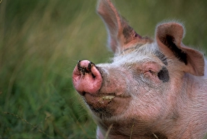 Pig (Sus scrofa domestica)
