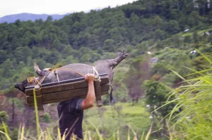 A pig is being transport for harvest season ceremony