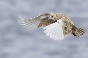 Pigeon in flight over a lake