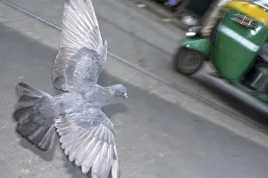 Pigeon flying, Hatibagan, Kolkata