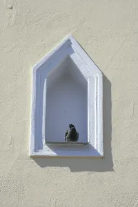 Pigeon perched on a windowsill