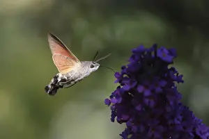 Pigeon tail (Macroglossum stellatarum)
