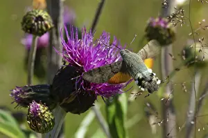 Pigeon tail (Macroglossum stellatarum)