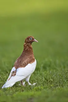 Pigeon in the wild in a clearing