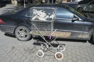 Pigeons in a cage on a converted pram in front of a black car on the street
