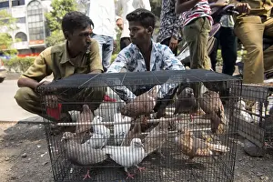 Pigeons in cage, pigeons market
