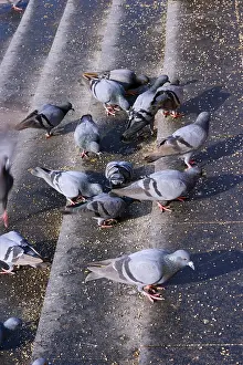 Pigeons at gomti ghat at dwarka district