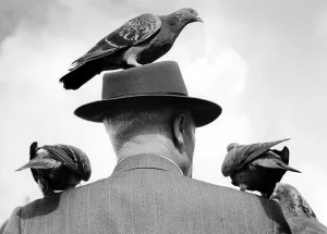 Pigeons on head and shoulder ca