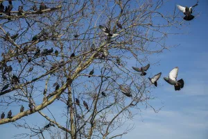 Pigeons are sitting on the tree branch