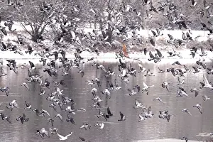 Pigeons in winter, Germany