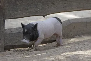 Piglet