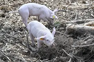 Piglet run