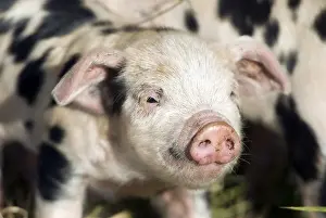 Piglet (Sus scrofa domestica), on an organic farm