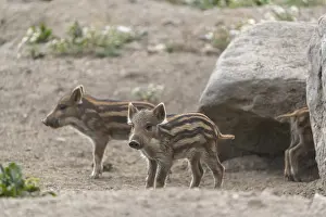 Two piglet wild boar or wild pig (Sus scrofa) playing in front of a little rock
