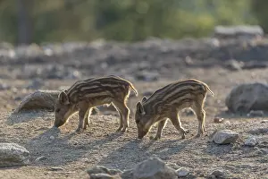 Two piglet wild boar or wild pig (Sus scrofa) walking over an opening with a green forest in the background