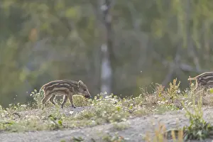 One piglet wild boar or wild pig (Sus scrofa) walking over an opening with a green forest in the background