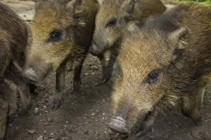 Piglets, Wild Boars (Sus scrofa)
