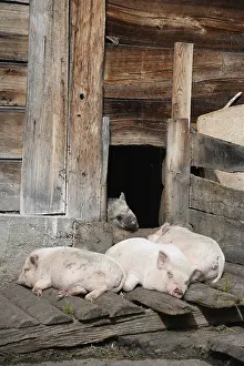 Pigs, pigs, domestic pigs, farm animals