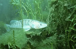 Pike-perch, Zander (Sander lucioperca) Starnberger See