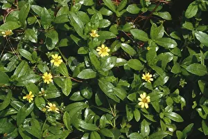 Pilabhamgara, wedelia chinensis (osbeck) merrill