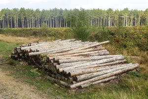 Pile of felled tree logs with conifer forestry plantation in background