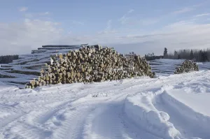 Category Scandinavia Prints: A pile of felled tree trunks in the snow