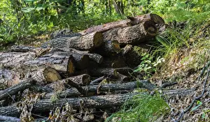 A pile of logs in a forest surrounded by greenery