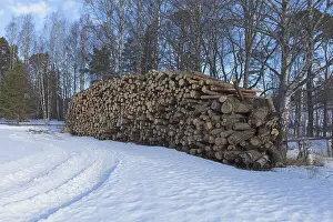Pile of logs in forest in winter with snow covering the ground