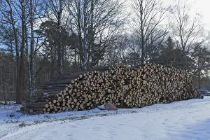 Pile of logs in forest in winter with snow covering the ground
